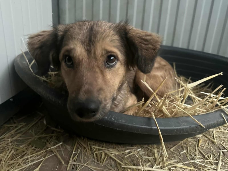 Ada, geboren 01.09.2022, 52cm sucht ihre Menschen