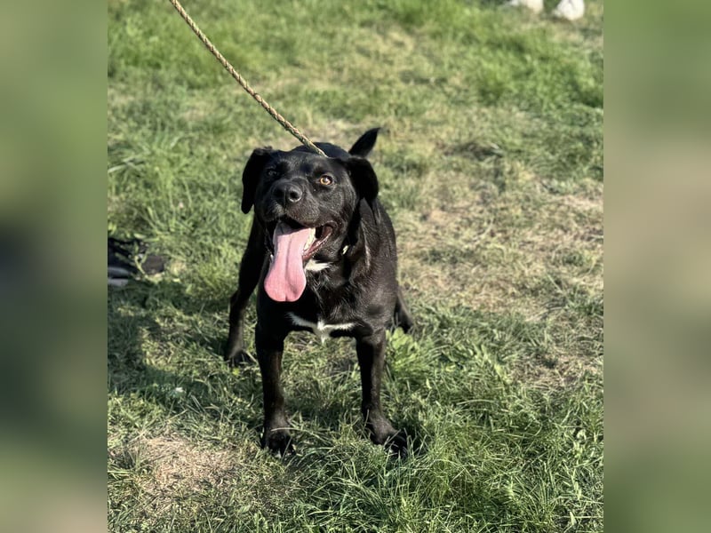 Kobold, geboren 01.09.2023, 52cm sucht sein Zuhause