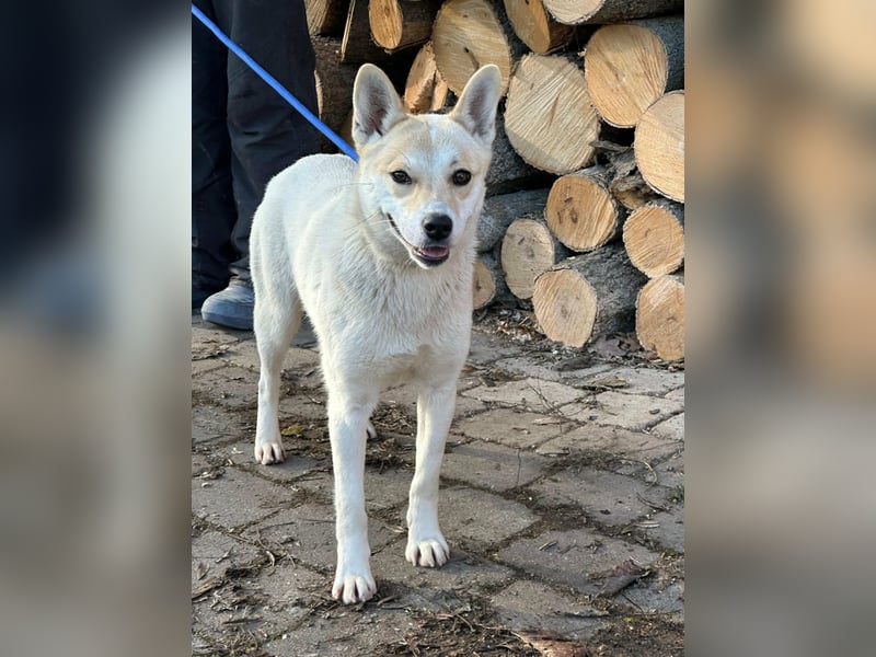 Wendy, geboren 20.11.2024, 45cm sucht ihre Menschen