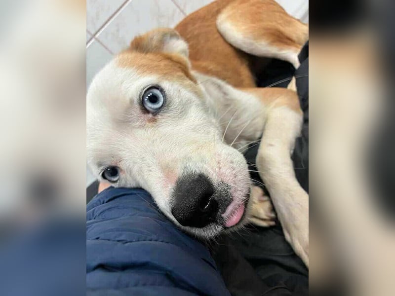 Princess, 2 Jahre, 45cm sucht seine Menschen