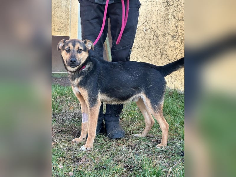 Gofi, geboren 01.08.2024, 46cm sucht seine Menschen