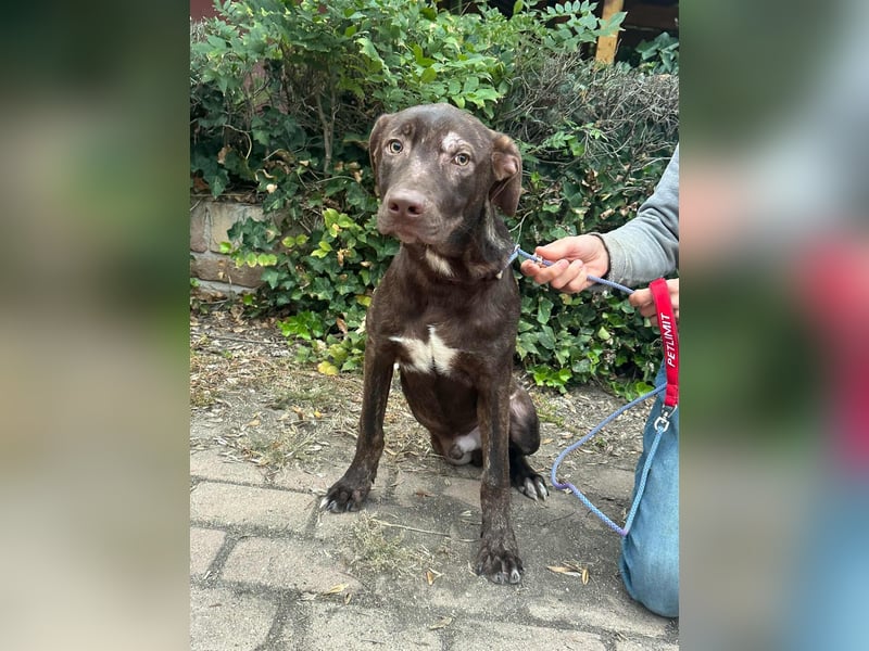 Philip, geboren 28.04.2025, 53cm sucht sein Zuhause