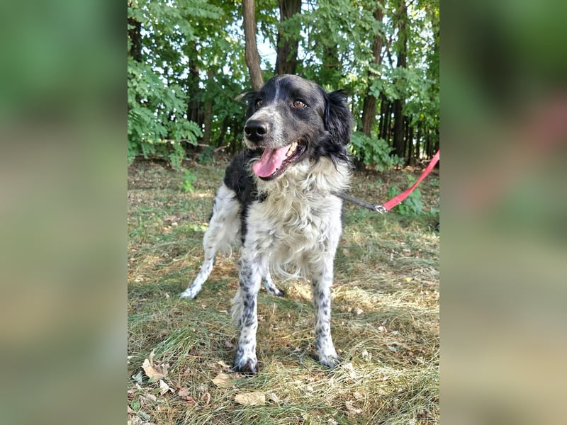 Oreo, geboren 05.03.2025, 47cm sucht seine Familie