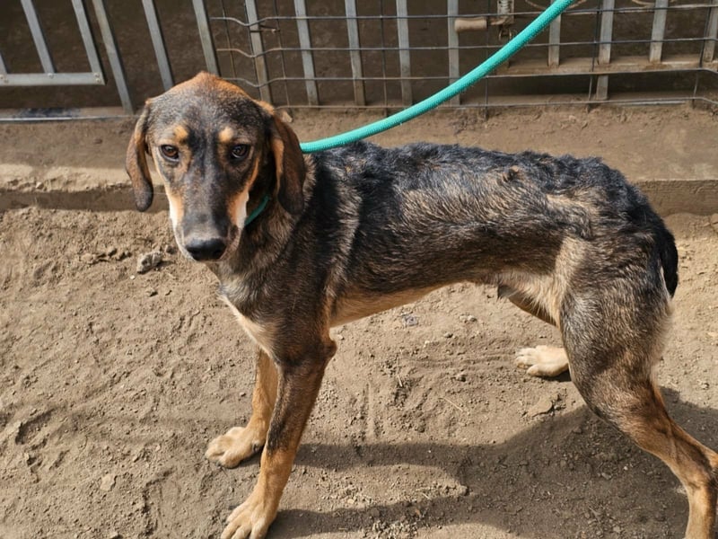 Ringo, geboren 07.01.2026, 52cm sucht sein Zuhause