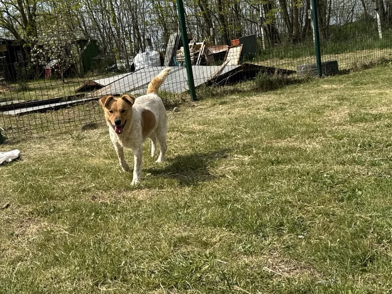 Ginger, geboren 01.01.2022, 44cm sucht ihr Herzenszuhause