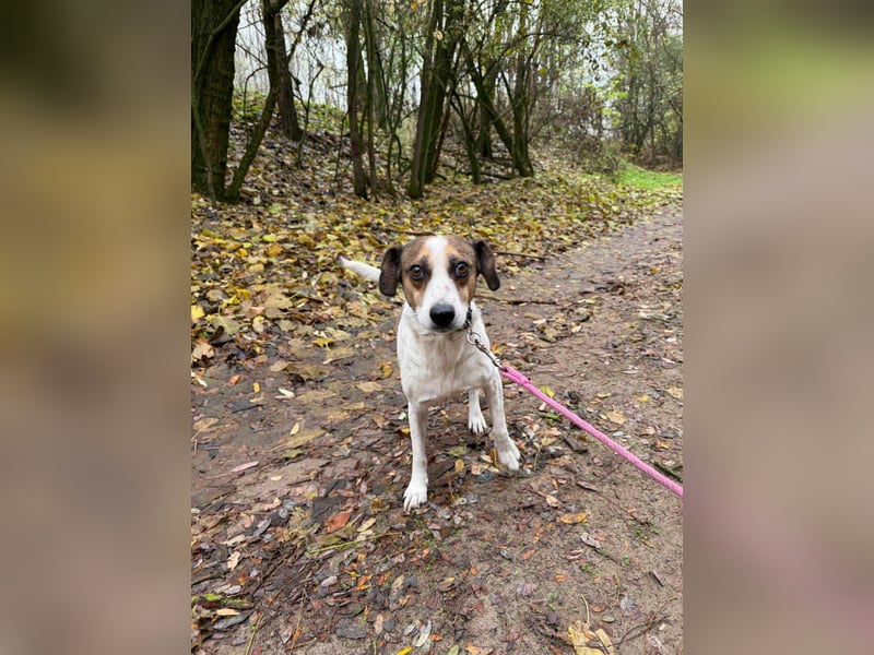 Csiri, 4 Jahre, 45cm sucht ihr Körbchen