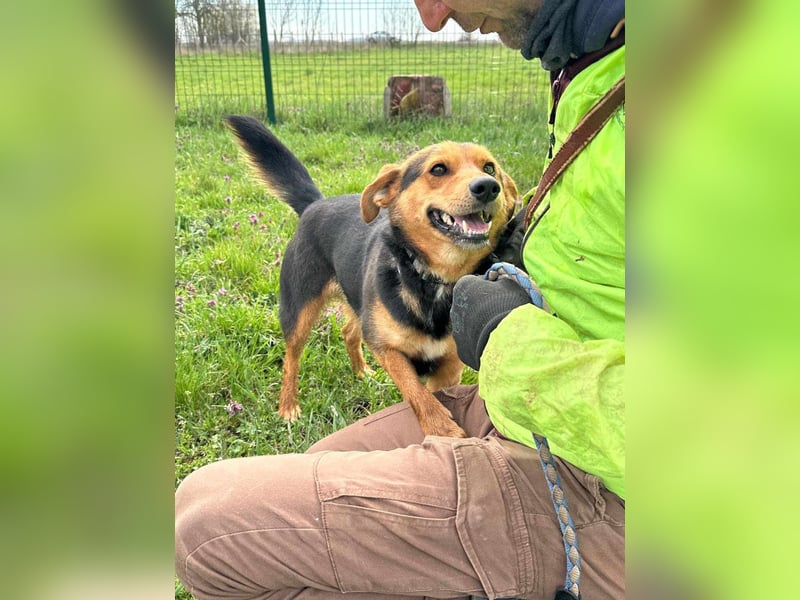 Gombi, geboren 01.08.2021, 50cm sucht seine Leute