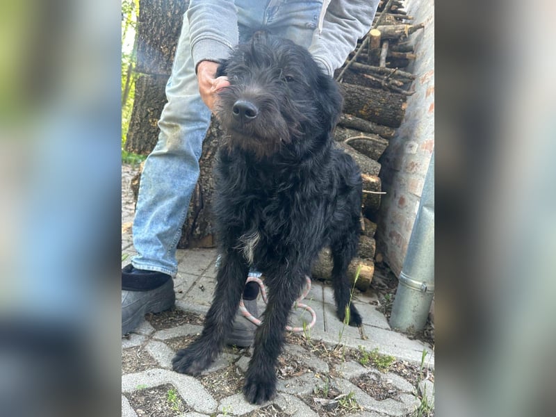 Tommy, geb. 12.2025, 36cm sucht sein Körbchen