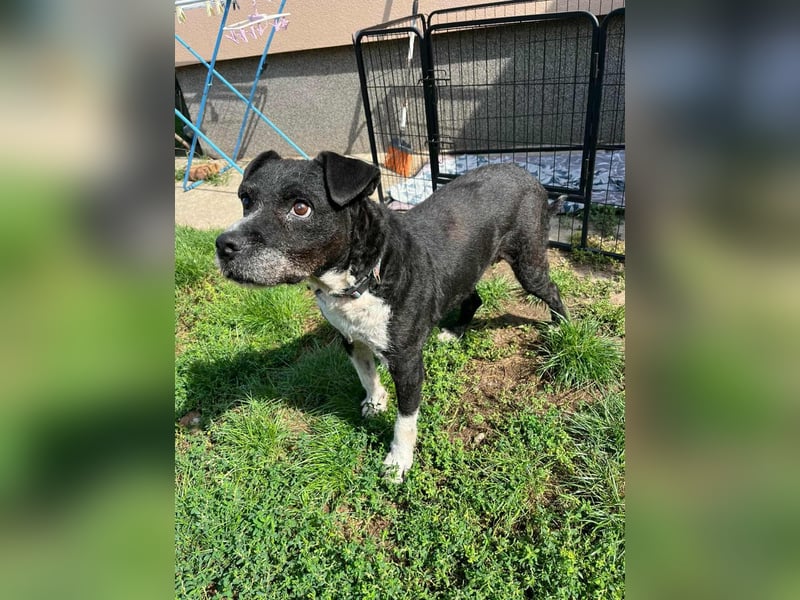 Thea, geboren 01.01.2015, 45cm sucht ruhiges Zuhause