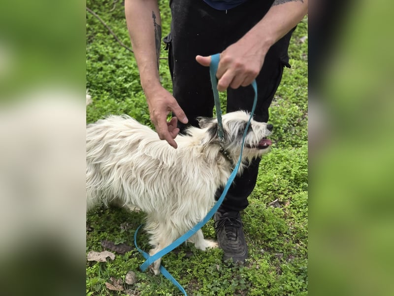 Panda, geboren 01.08.2024, 48cm sucht ihr Für-immer-Zuhause