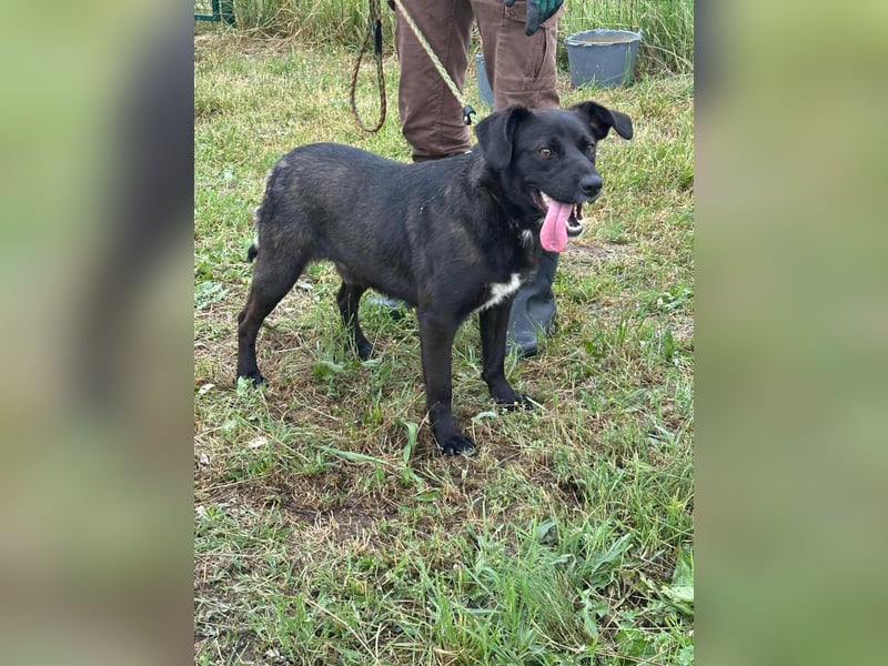 Kobold, geb. 09.2023, 52cm,