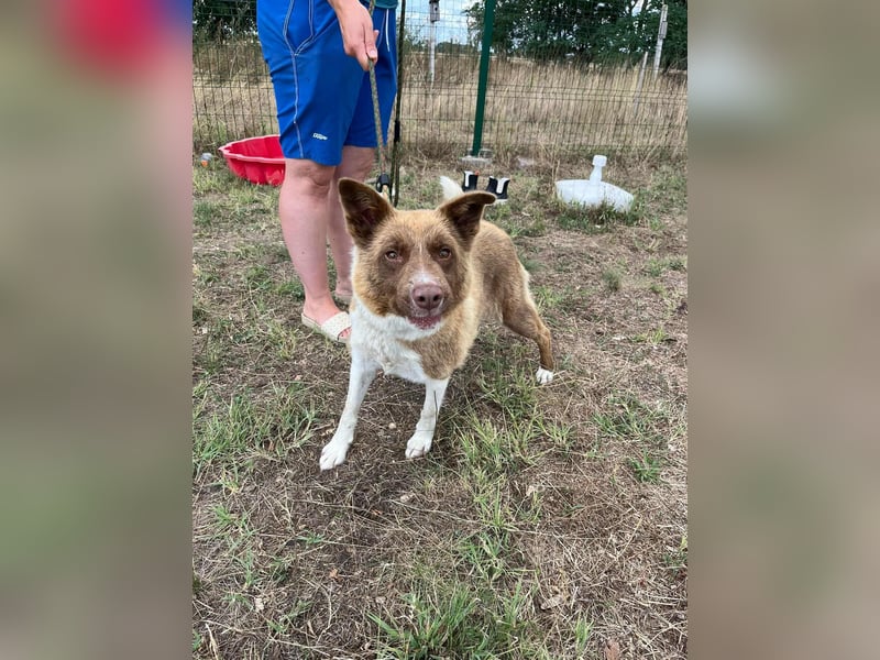 Yoko, geboren 15.06.2022, 50cm sucht ihr Zuhause