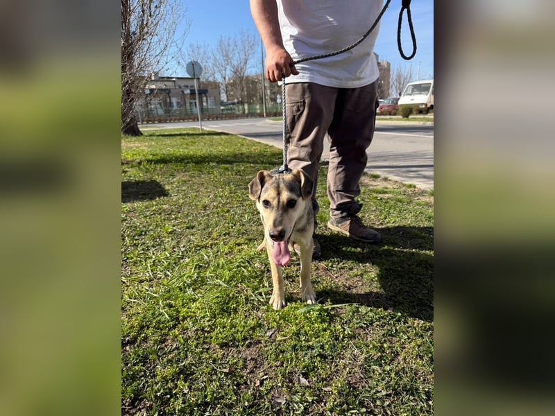 Vitez, geboren 01.09.2025, 44cm sucht sein Glück