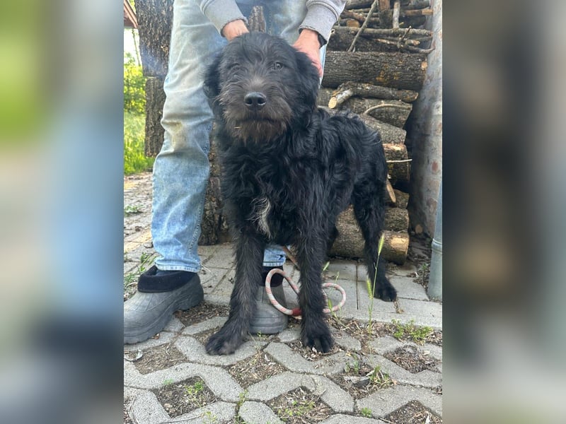 Tommy, geb. 12.2025, 36cm sucht sein Körbchen