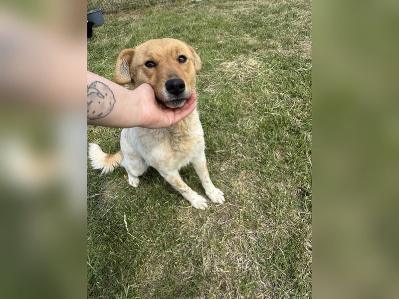 Ginger, geboren 01.01.2022, 44cm sucht ihr Herzenszuhause