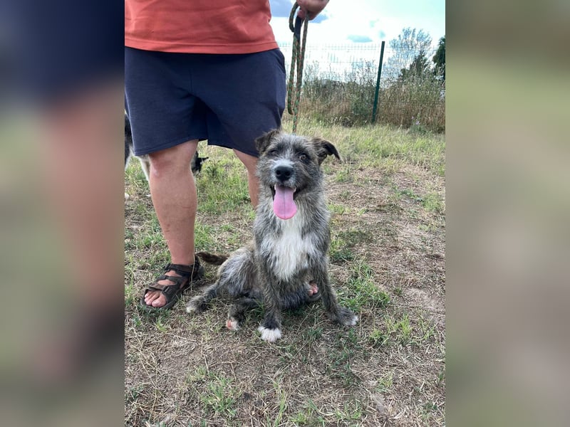 Freddy, geboren 01.09.2024, 54cm sucht sein seine Menschen