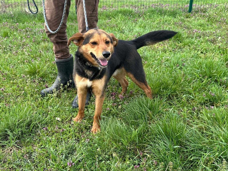 Gombi, geboren 01.08.2021, 50cm sucht seine Leute