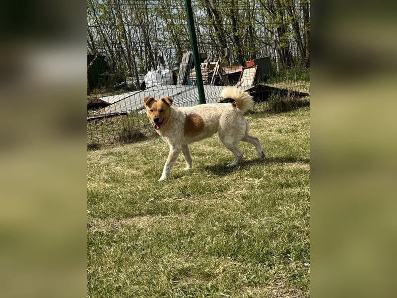 Ginger, geboren 01.01.2022, 44cm sucht ihr Herzenszuhause