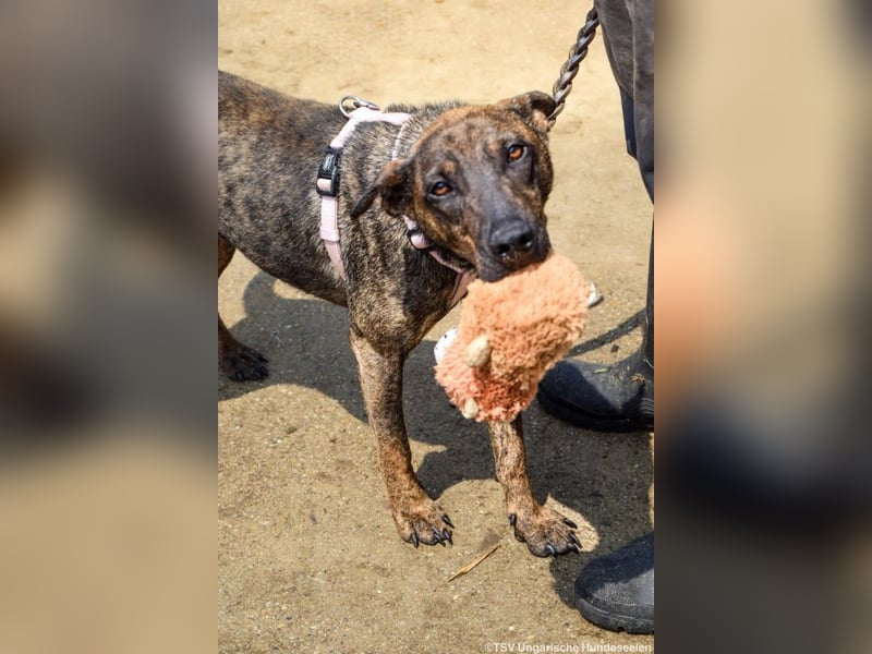 Cindy, geb. 06/2022, 48 cm, sucht ihre Menschen