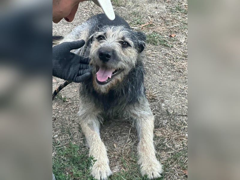 Ralf, geboren 01.08.2024, 49cm sucht sein für immer Zuhause