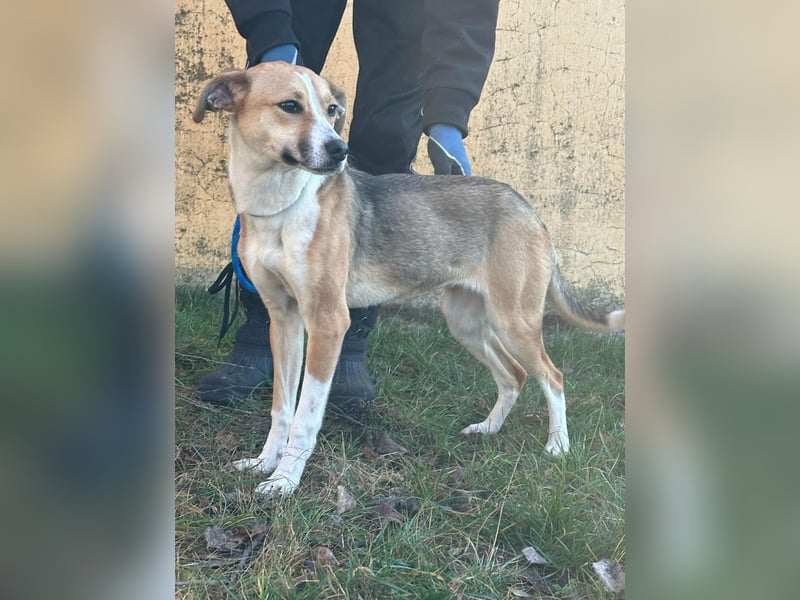 Reyla, geboren 01.05.2025, 49cm sucht ihre Menschen