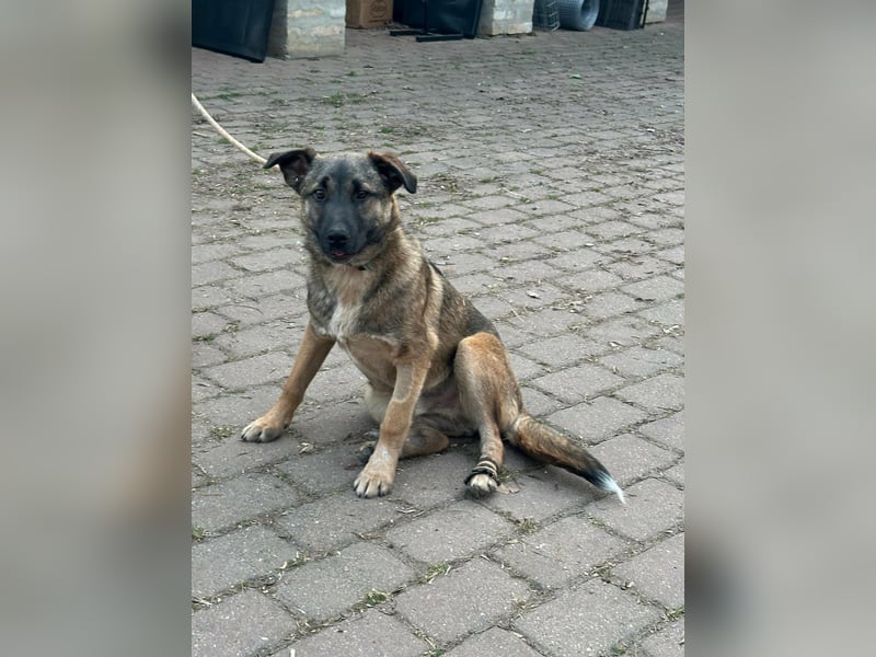 Mano, geboren 11.09.2025, 33cm sucht sein Glück