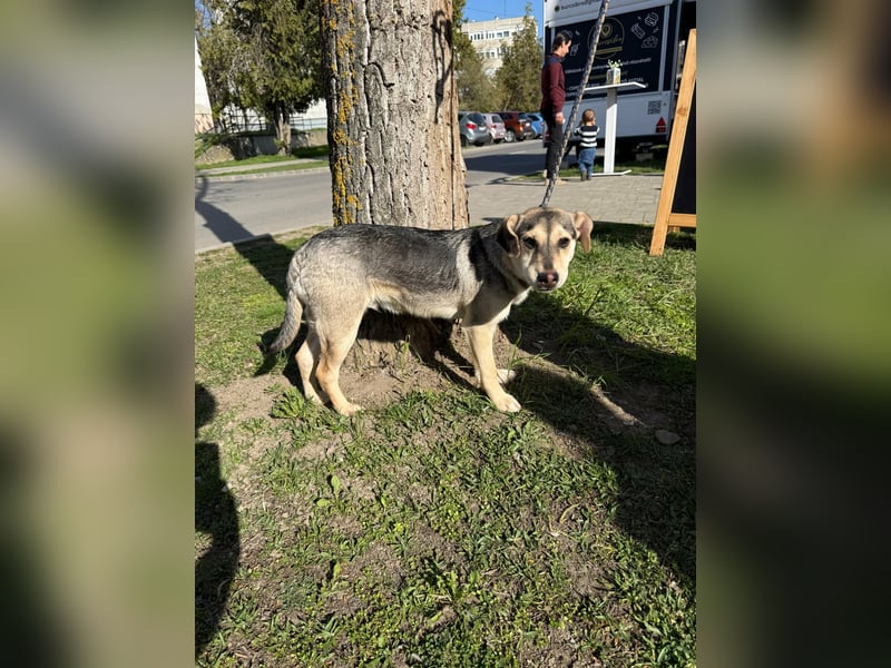Vitez, geboren 01.09.2025, 44cm sucht sein Glück
