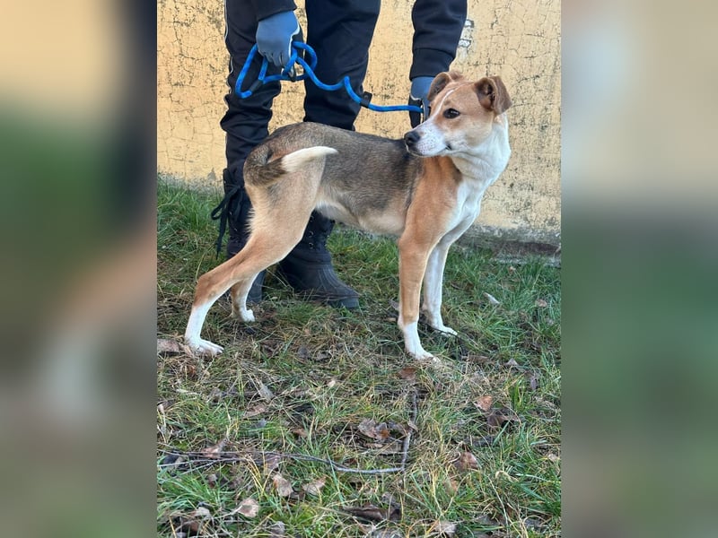 Reyla, geboren 01.05.2025, 49cm sucht ihre Menschen