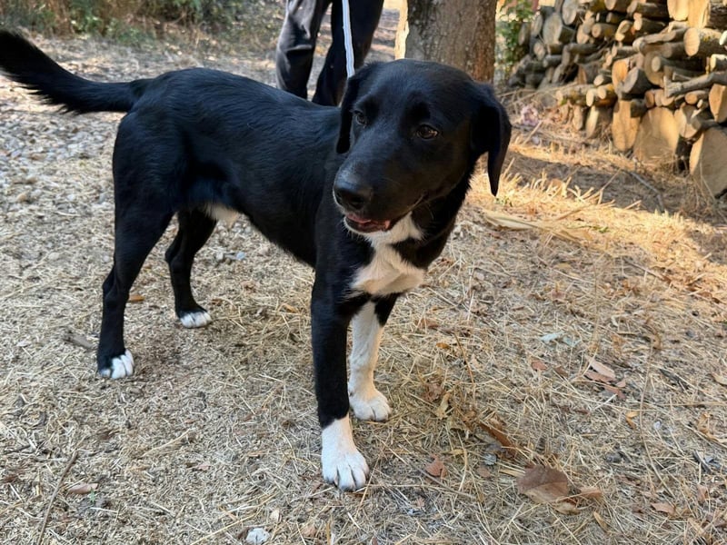 Teo, geboren 26.02.2026, 47cm sucht sein Zuhause
