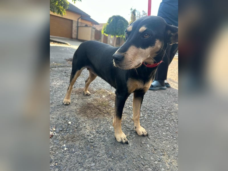 Bella, geboren 05.07.2022, 50cm sucht ihr Zuhause