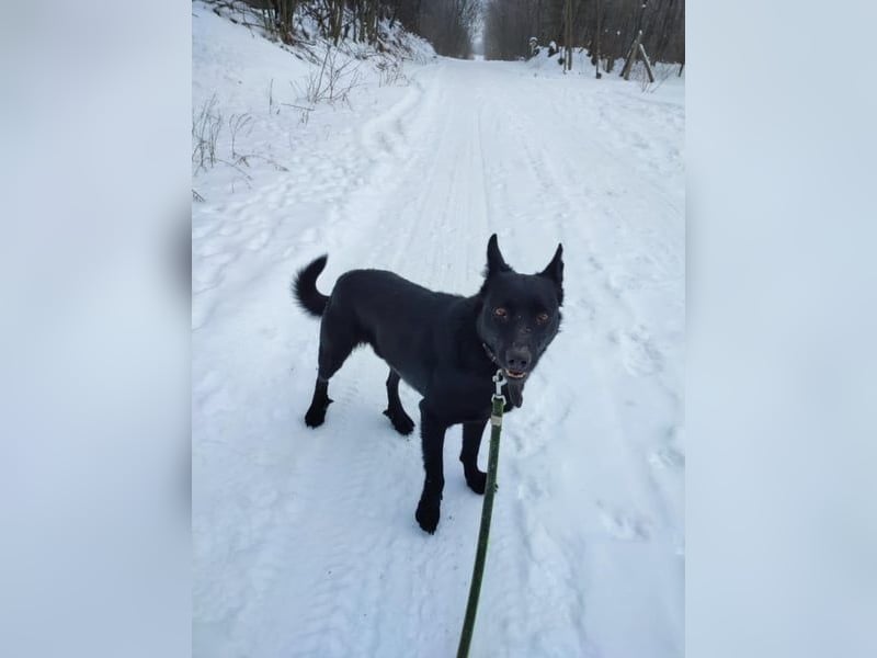 Zeusz, geb. 10/21,  45 cm, wartet auf seine Chance