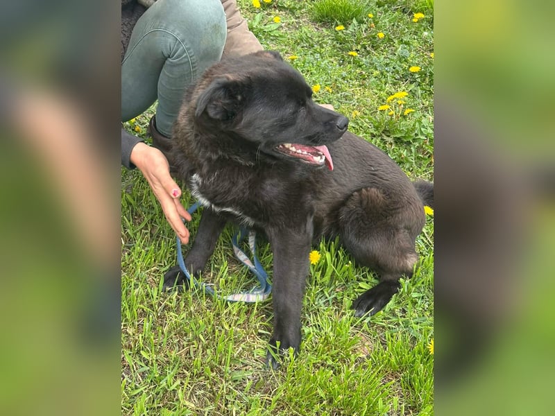 Roy, geb. Juli 2025, 43cm sucht sein Körbchen