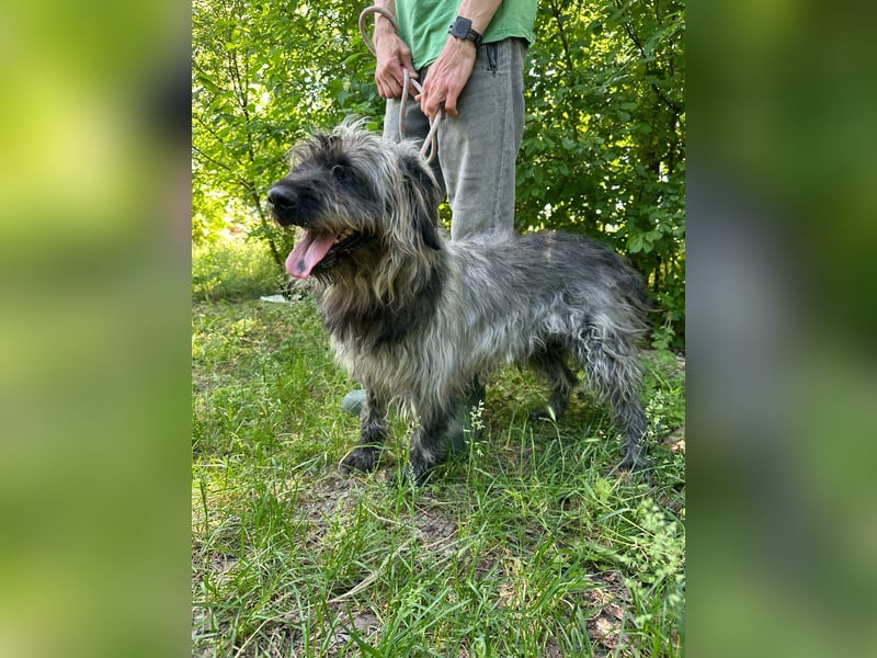 Ficko, geb. 08/2022, 47 cm, wartet auf seine Menschen