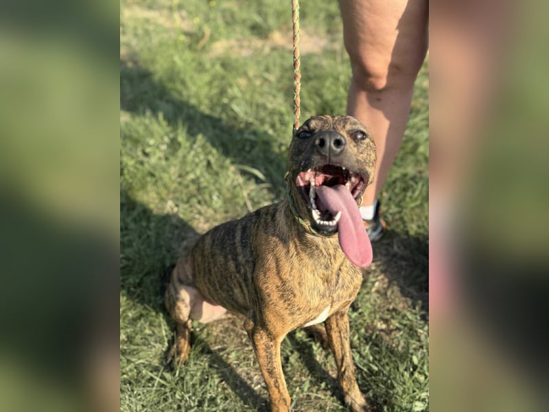 Cosmo, geboren 09.2023, 49cm sucht sein Abenteuer