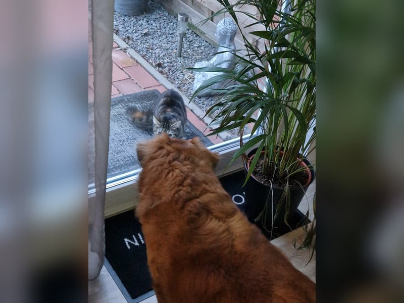 Luke, 8 Jahre, 52cm sucht neues Zuhause