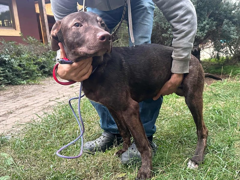 Philip, geboren 28.04.2025, 53cm sucht sein Zuhause