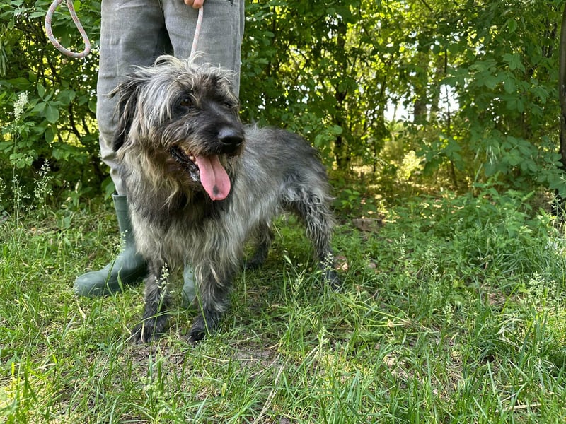 Ficko, geb. 08/2022, 47 cm, wartet auf seine Menschen