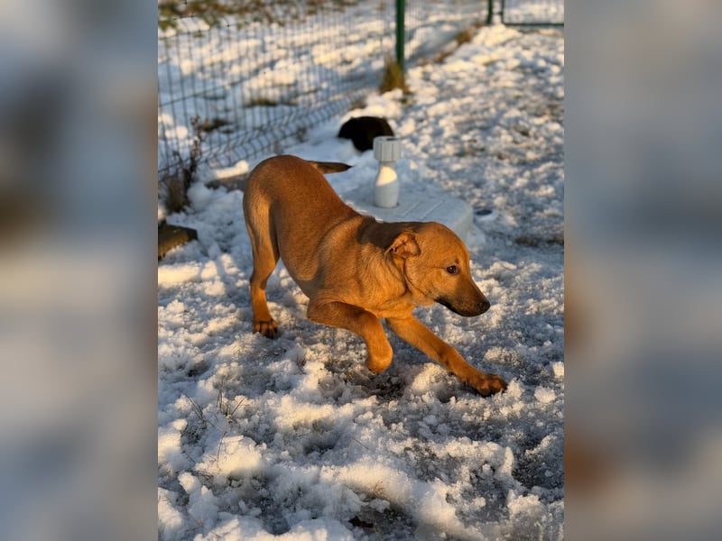 Tequila, geboren 25.08.2025, 45cm sucht Ihr Zuhause