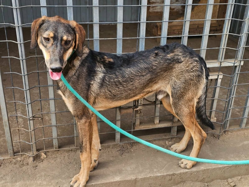 Ringo, geboren 07.01.2026, 52cm sucht sein Zuhause