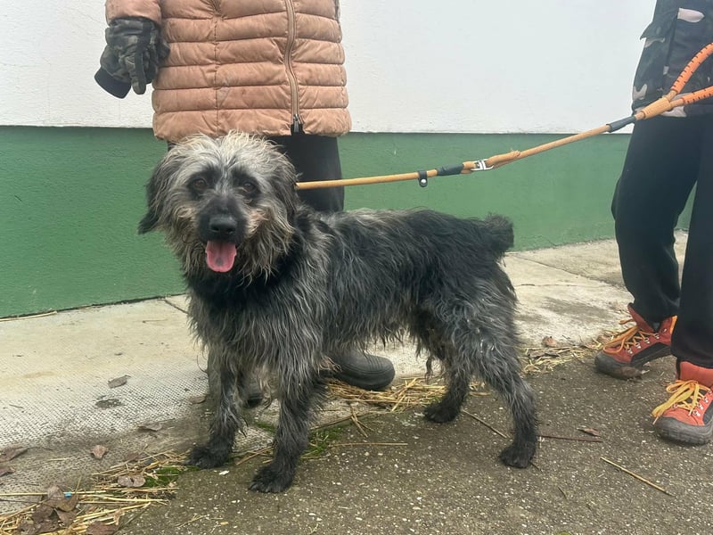 Ficko, geboren 10.08.2022, 47cm sucht sein Glück