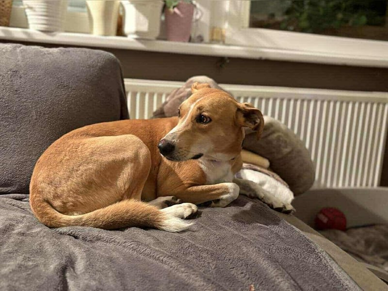 Törpie, 3 Jahre, 46cm sucht sein für immer Zuhause