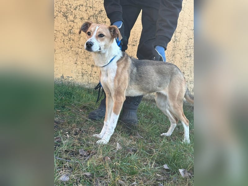 Reyla, geboren 01.05.2025, 49cm sucht ihre Menschen