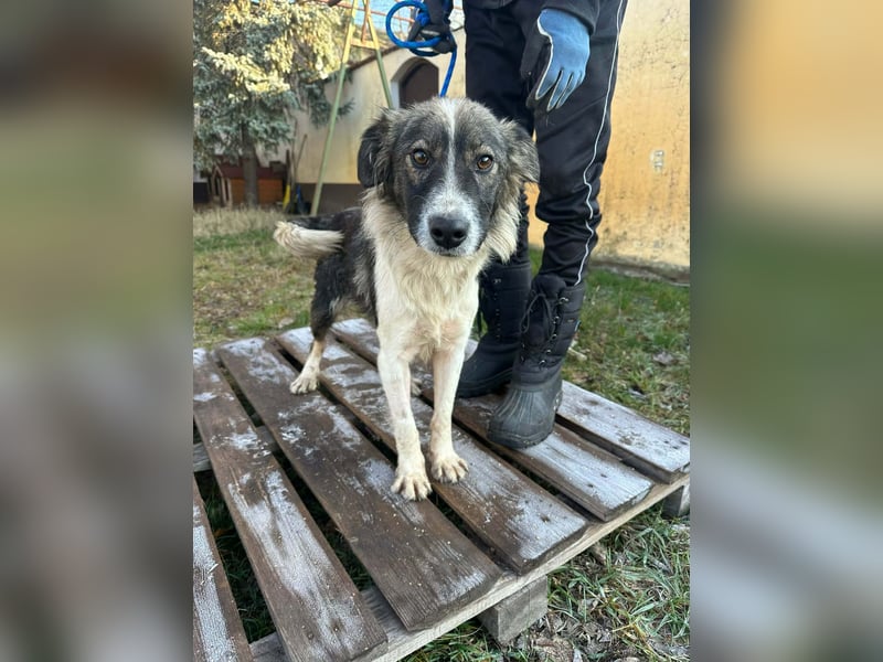 Fanni, geboren 01.11.2024, 49cm sucht ihr Plätzchen