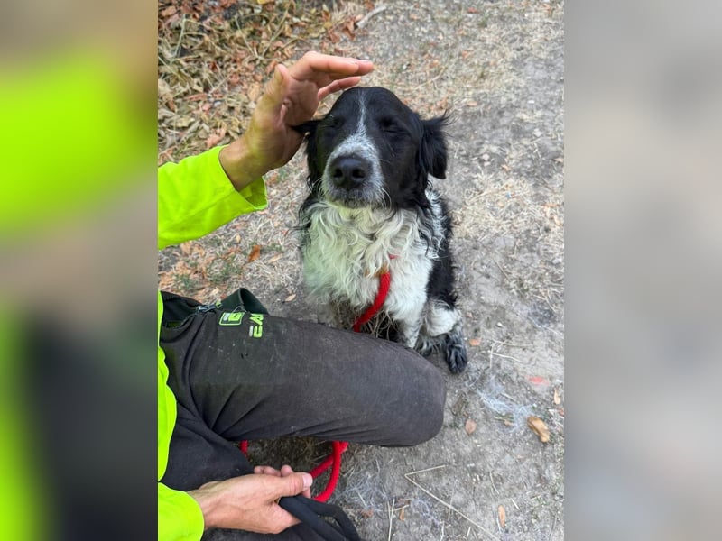 Oreo, geboren 05.03.2025, 47cm sucht seine Familie