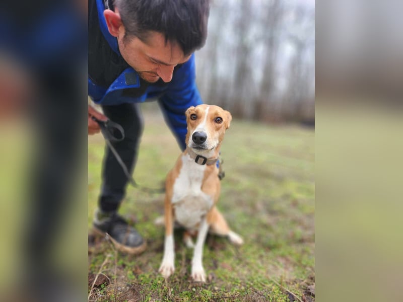 Törpie, 3 Jahre, 46cm sucht sein für immer Zuhause