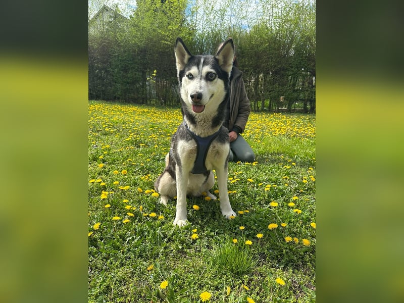 Lejla, geb. 09.2020, 51cm, sucht ihre Chance