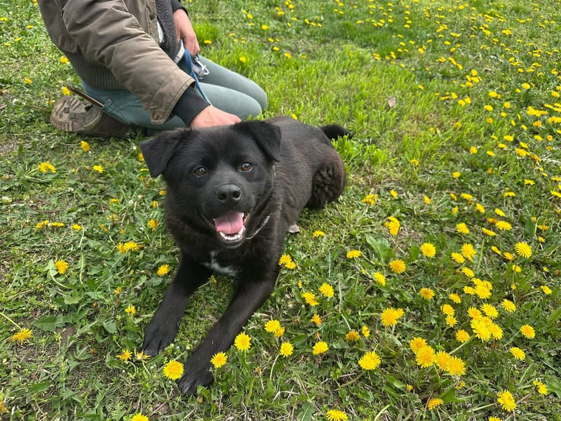 Roy, geb. Juli 2025, 43cm sucht sein Körbchen
