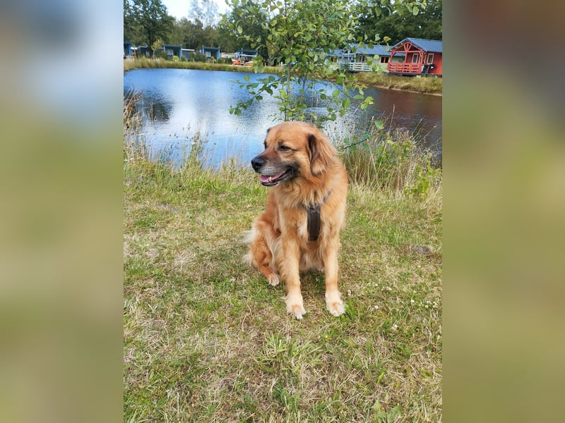 Luke, 8 Jahre, 52cm sucht neues Zuhause