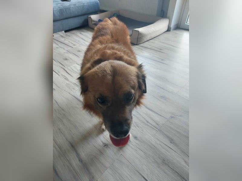 Luke, 8 Jahre, 52cm sucht neues Zuhause