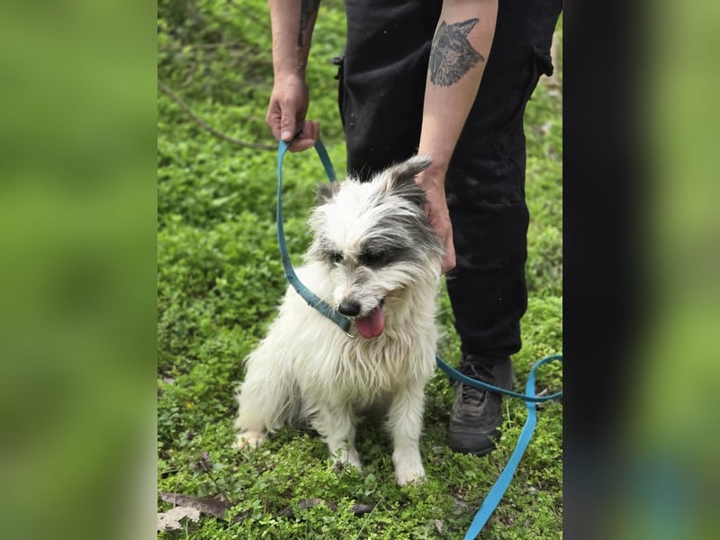 Panda, geboren 01.08.2024, 48cm sucht ihr Für-immer-Zuhause